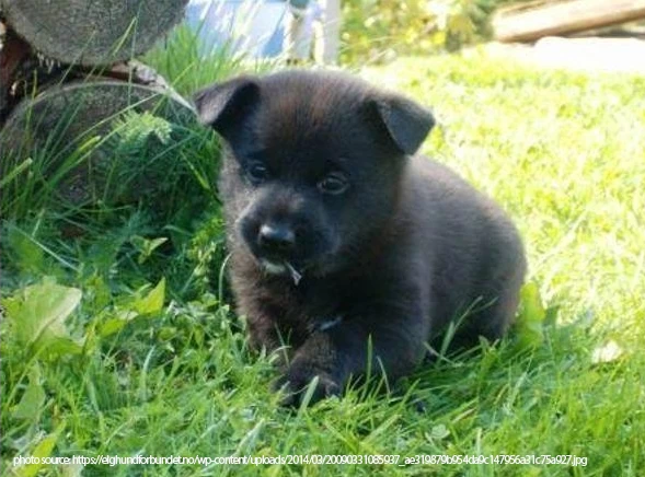 norwegian elkhound black-puppy.PNG