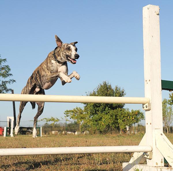 whippet-2.jpg