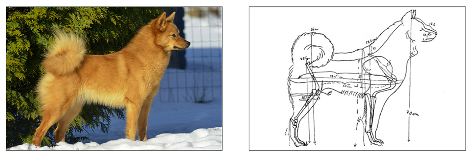 finnish spitz traits km.png