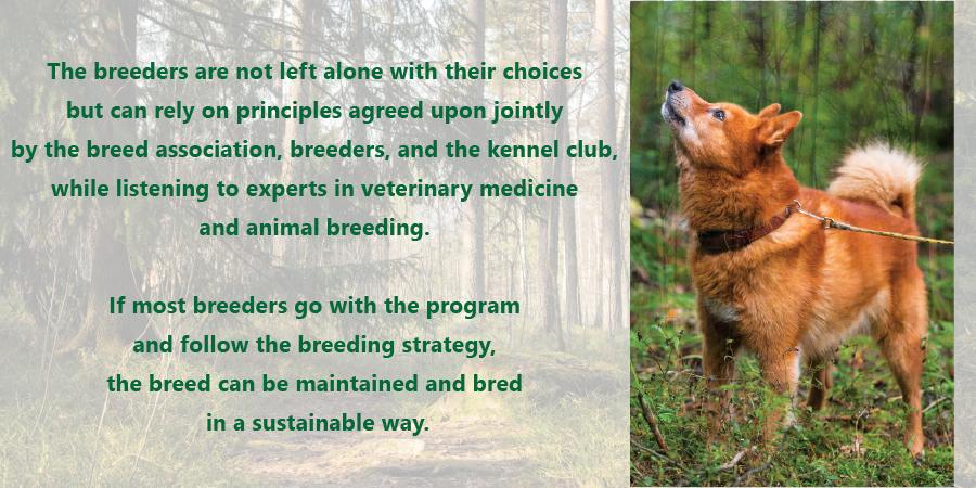finnish-spitz-breeding-strategy-km---breeders.jpg