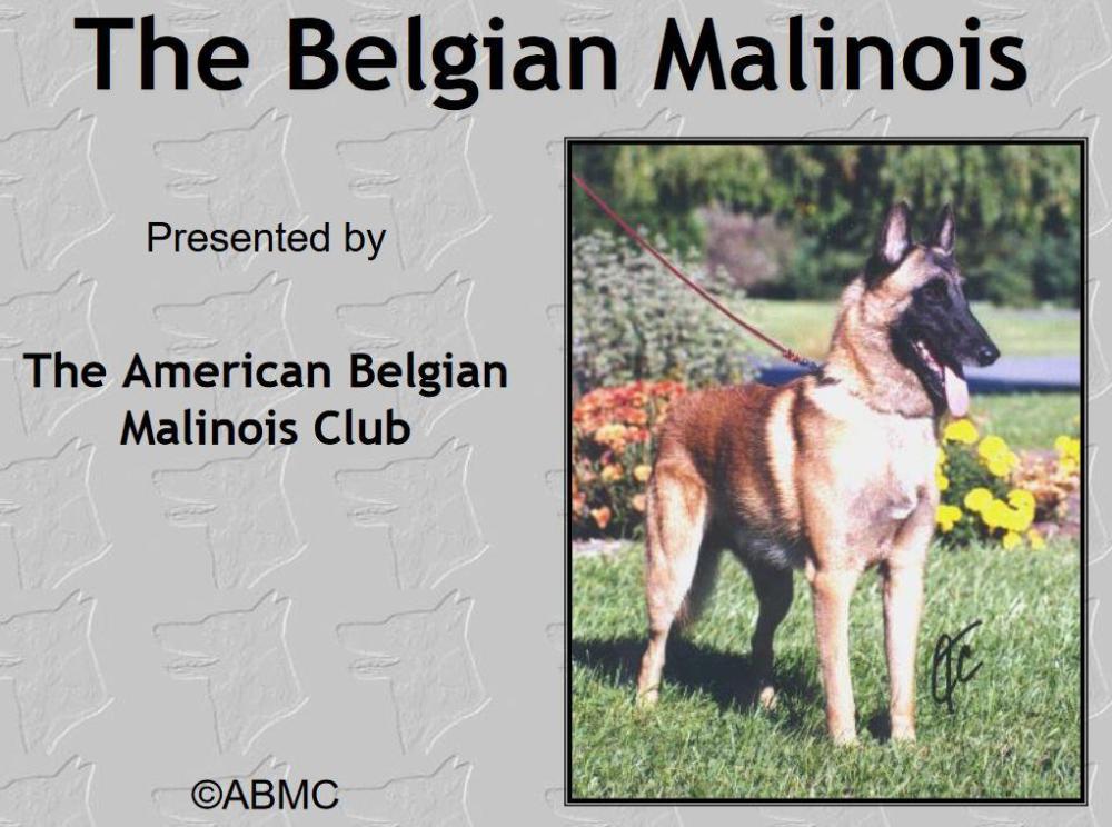 belgian malinois - abmc.JPG