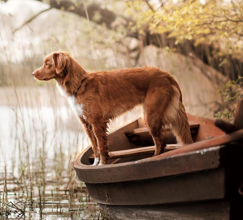 Nova Scotia - Duck Tolling Retriever sq.JPG