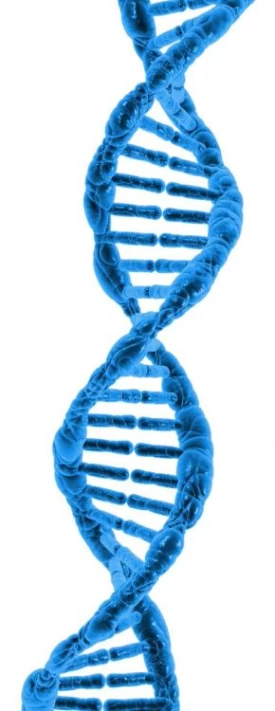 DNA.png