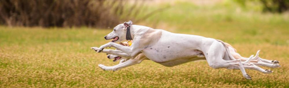 whippets-running.jpg