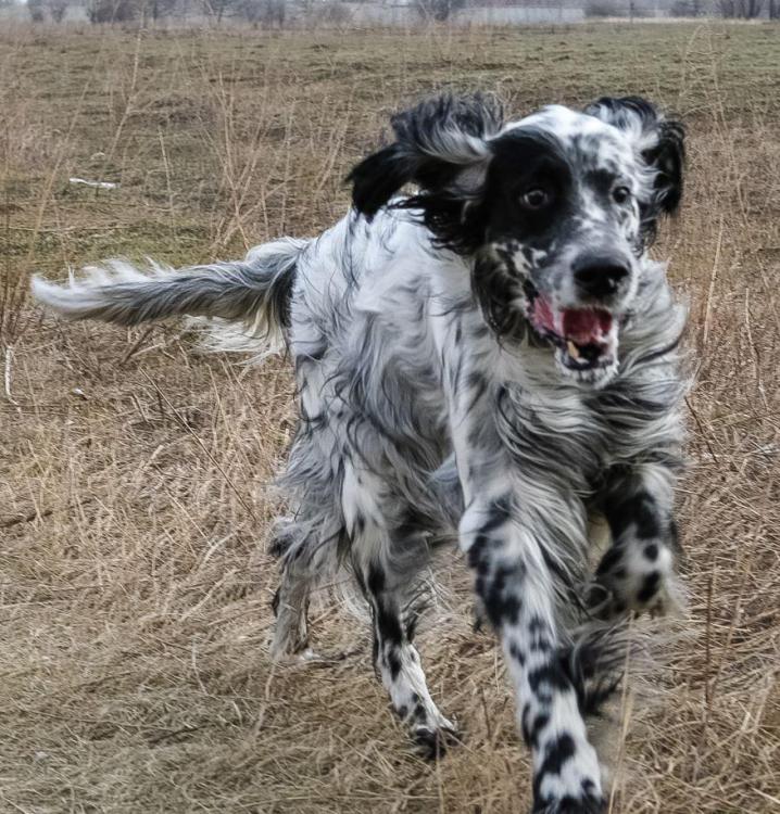 https://dogwellnet.com/breeds/pedigree/english-setter-r62/