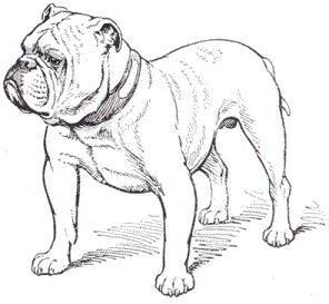 The Perfect Bulldog.JPG