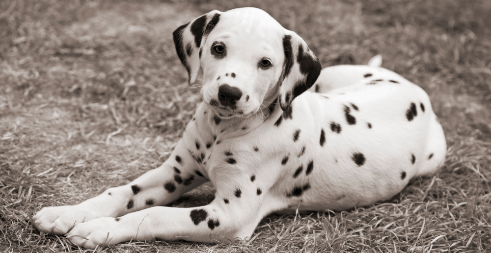WSAVA banner image - Dalmatian.PNG