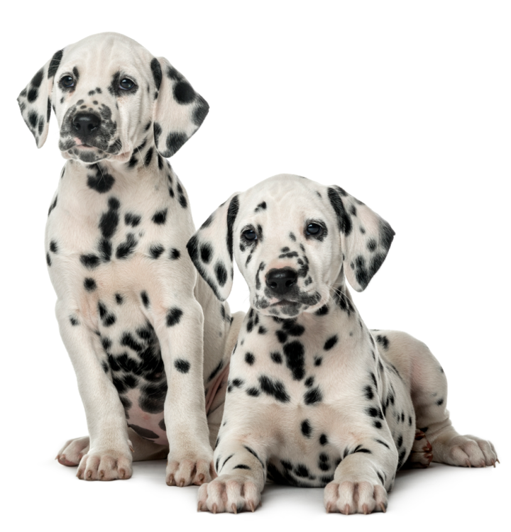 article image dalmatian pups.PNG