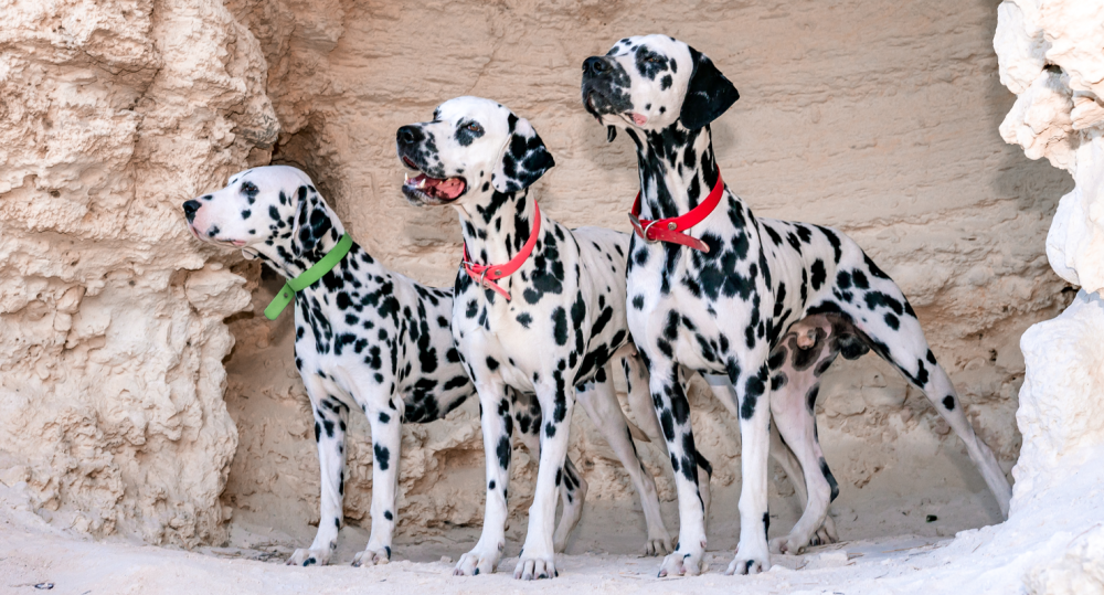 3 dalmatians.PNG