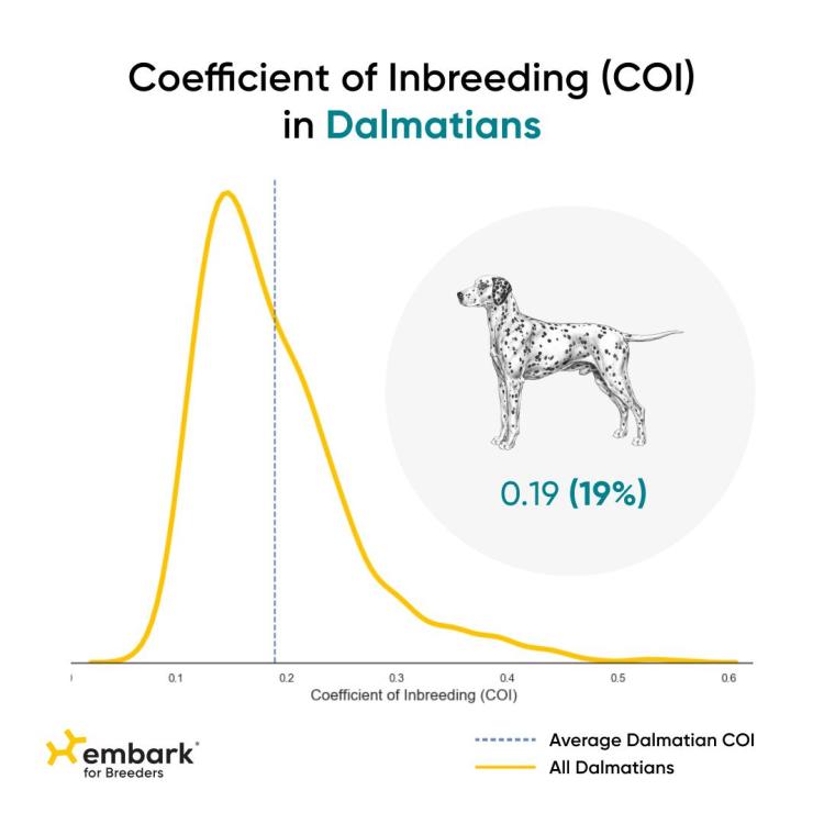 emark coi dalmatians.jpg