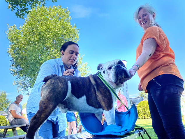 Bulldog-Olsen.png (content).png