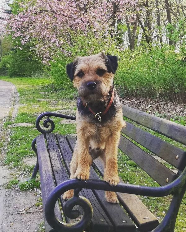 B.Thiel - Border Terrier.JPG