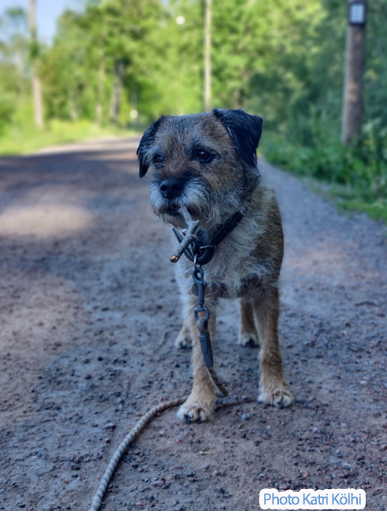 border-terrier-image-Katri-Kolhi.png