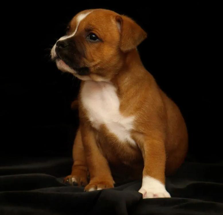 sbt-pup-pic.jpg