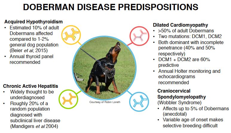 dobermann disease predispositions.JPG