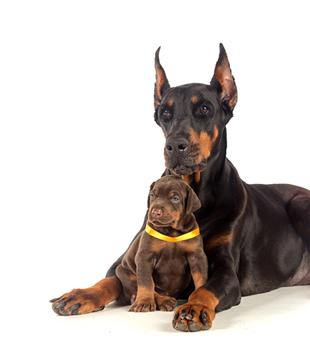 dobermann-mama.jpg