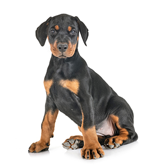 dobermann-pup-2.jpg