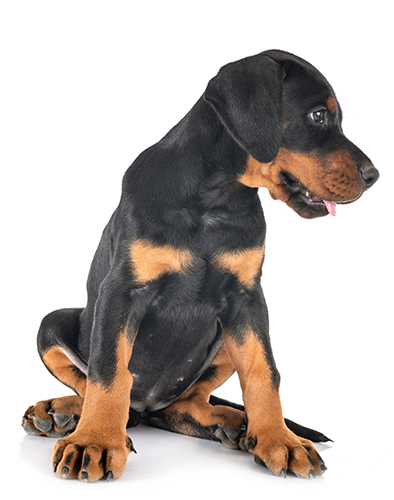 dobermann-pup-3.jpg