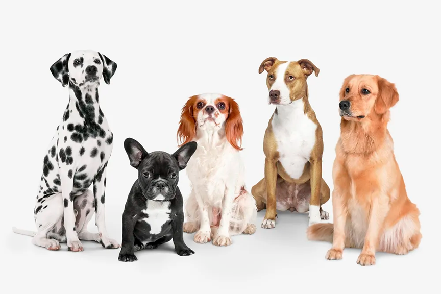 dog group.png