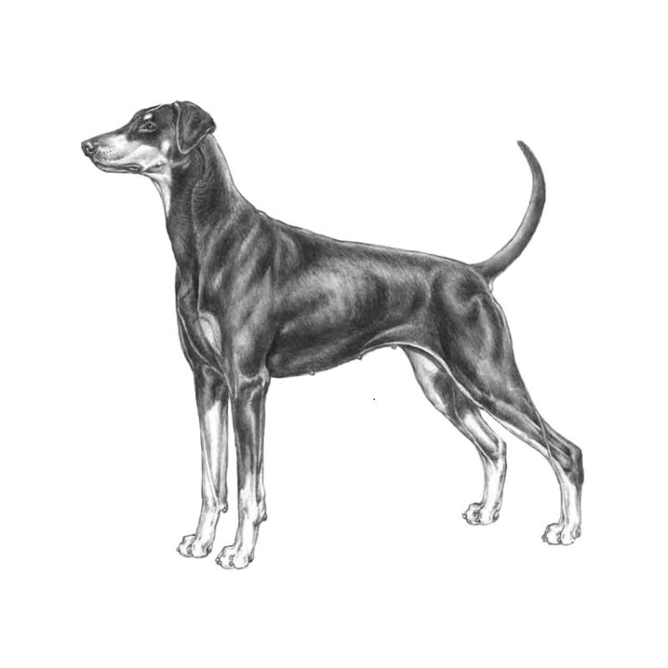 Dobermann.jpg