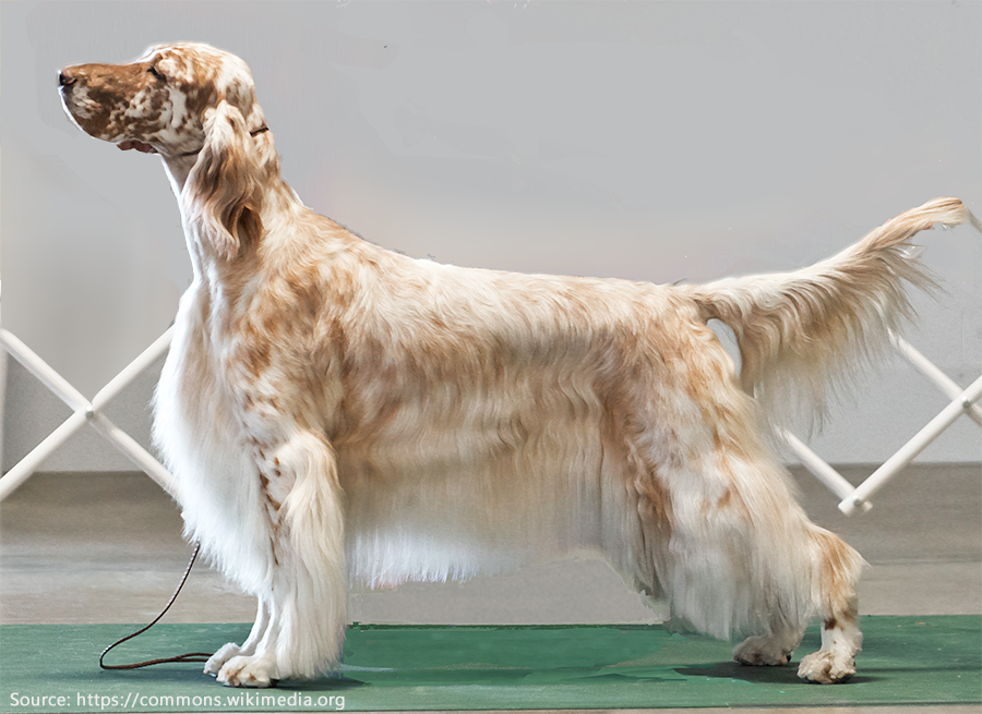 english-setter3.JPG