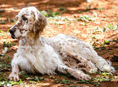 english-setter6.png