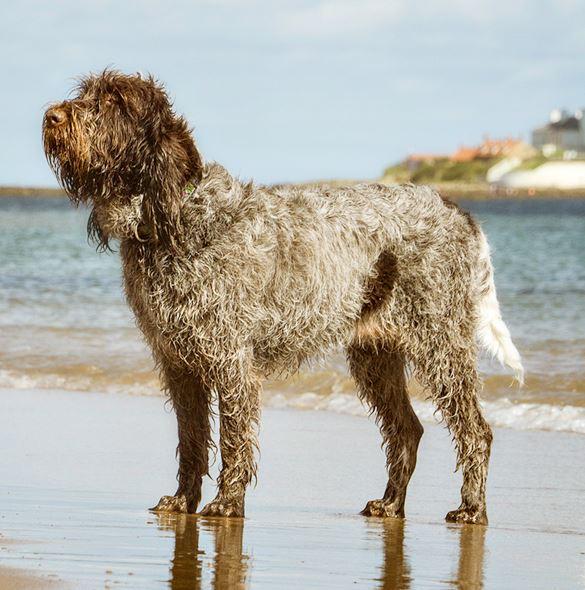 spinone italiano - on beach.JPG