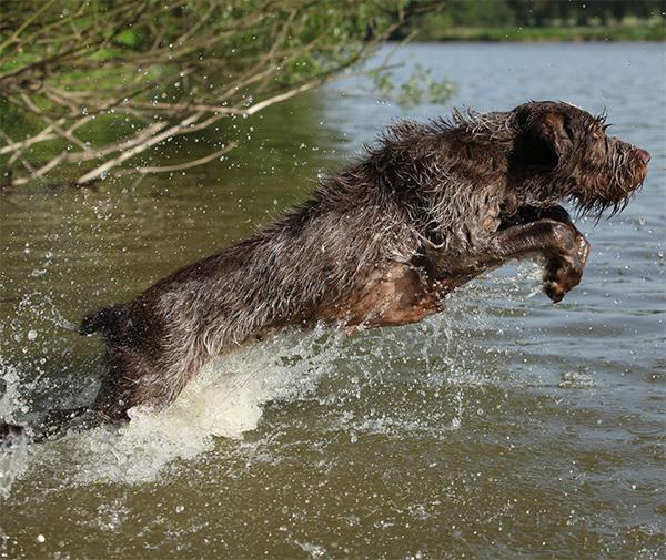 water-dog-spinone.jpg