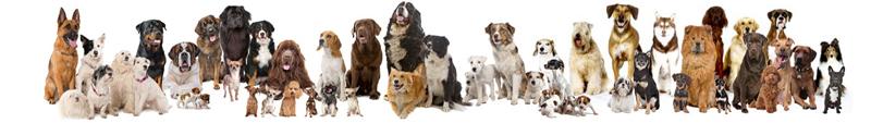 57e17e1db3901_dogsgroup.jpg.9671dff458e9a0dbfa6b12ade1a9d4b5.jpg