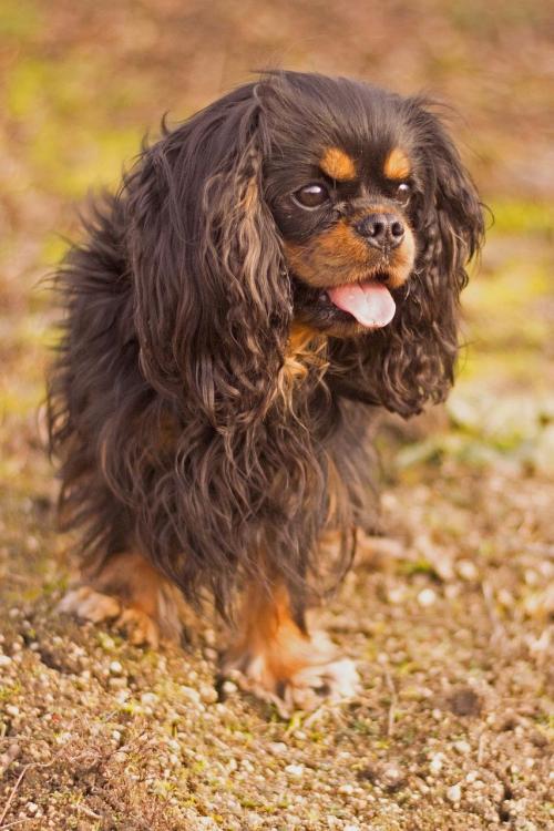 Black and tan Cavalier