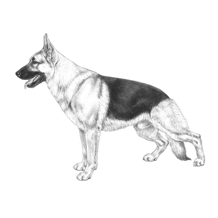 GSD.png