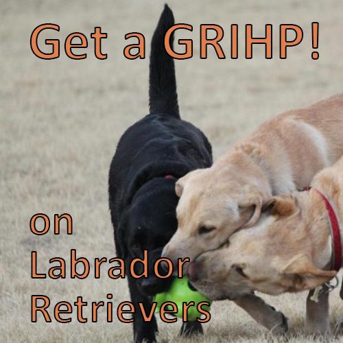 Labrador GRIHP.jpg